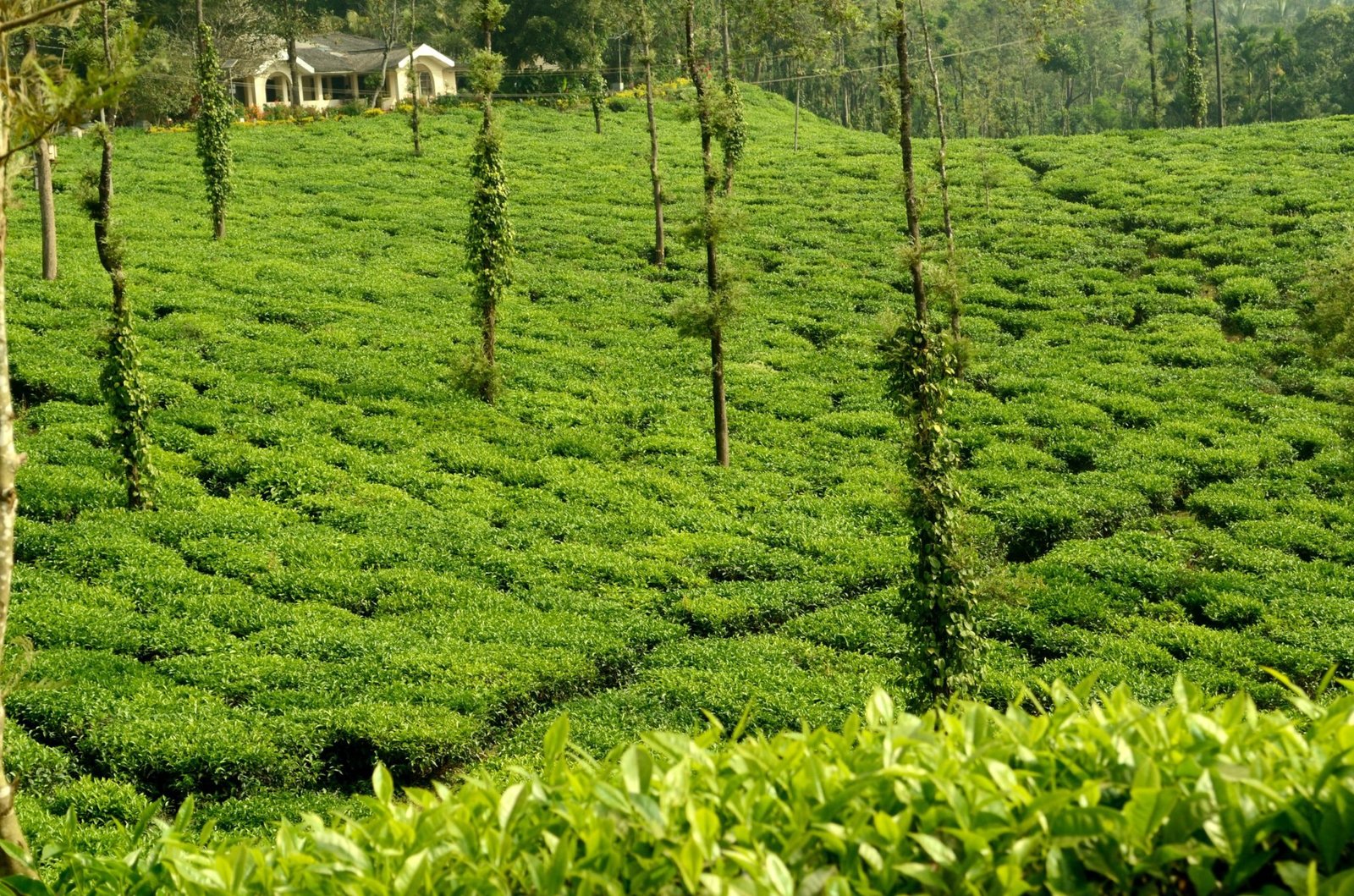 Coorg Plantations